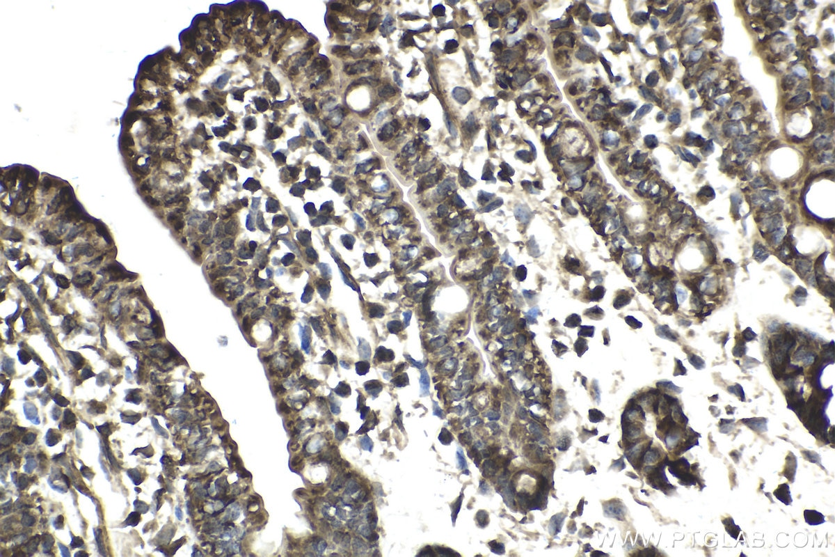 Immunohistochemical analysis of paraffin-embedded mouse small intestine tissue slide using KHC1811 (DTX1 IHC Kit).