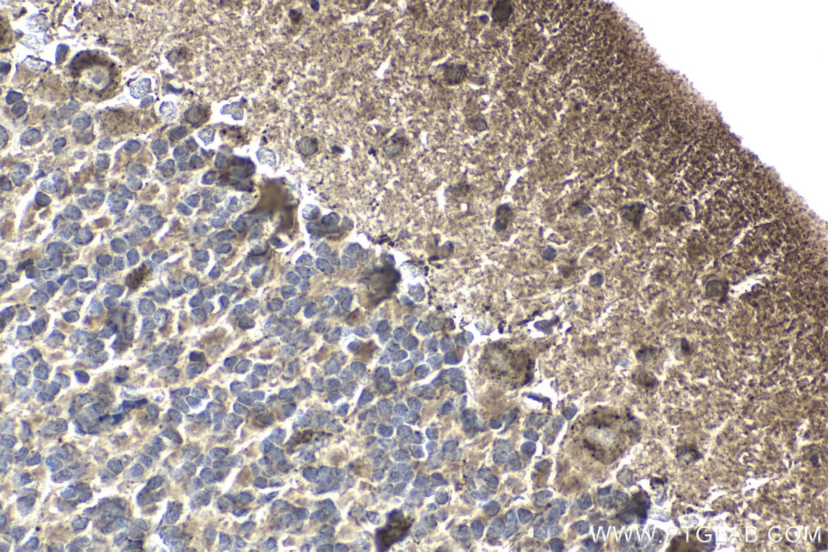 Immunohistochemical analysis of paraffin-embedded rat cerebellum tissue slide using KHC1811 (DTX1 IHC Kit).