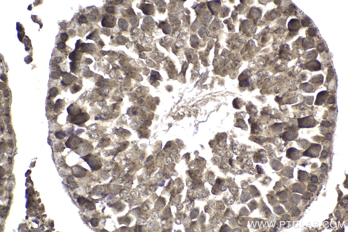 Immunohistochemical analysis of paraffin-embedded rat testis tissue slide using KHC1811 (DTX1 IHC Kit).