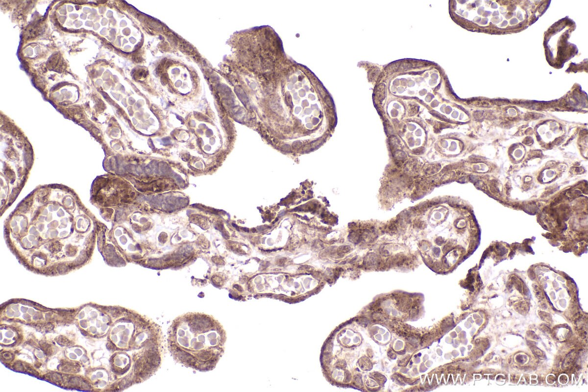 Immunohistochemical analysis of paraffin-embedded human placenta tissue slide using KHC2595 (DUB3 IHC Kit).