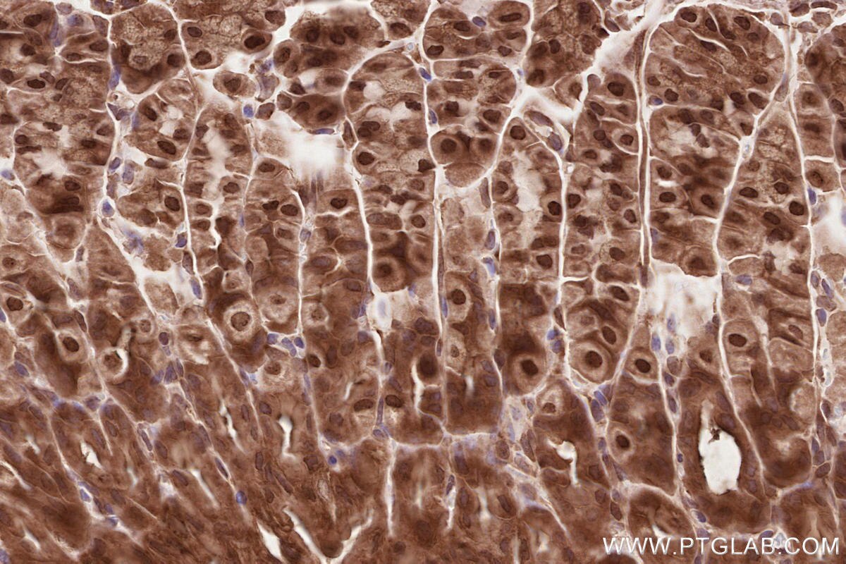 Immunohistochemical analysis of paraffin-embedded mouse stomach tissue slide using KHC2595 (DUB3 IHC Kit).