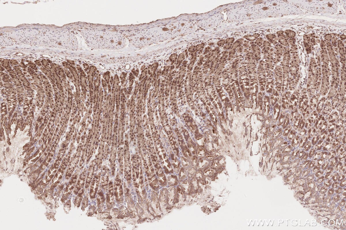 Immunohistochemical analysis of paraffin-embedded rat stomach tissue slide using KHC2595 (DUB3 IHC Kit).