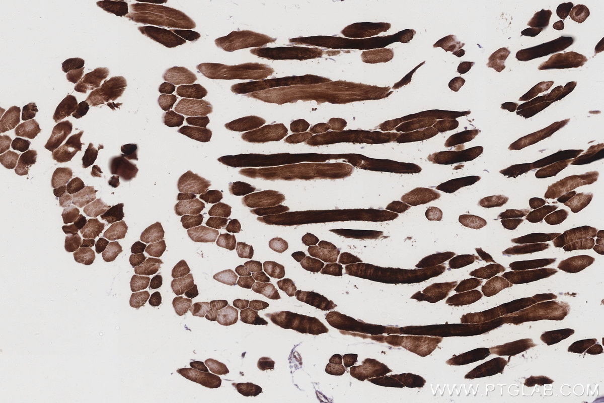 Immunohistochemical analysis of paraffin-embedded mouse skeletal muscle tissue slide using KHC3014 (DUSP13 IHC Kit).