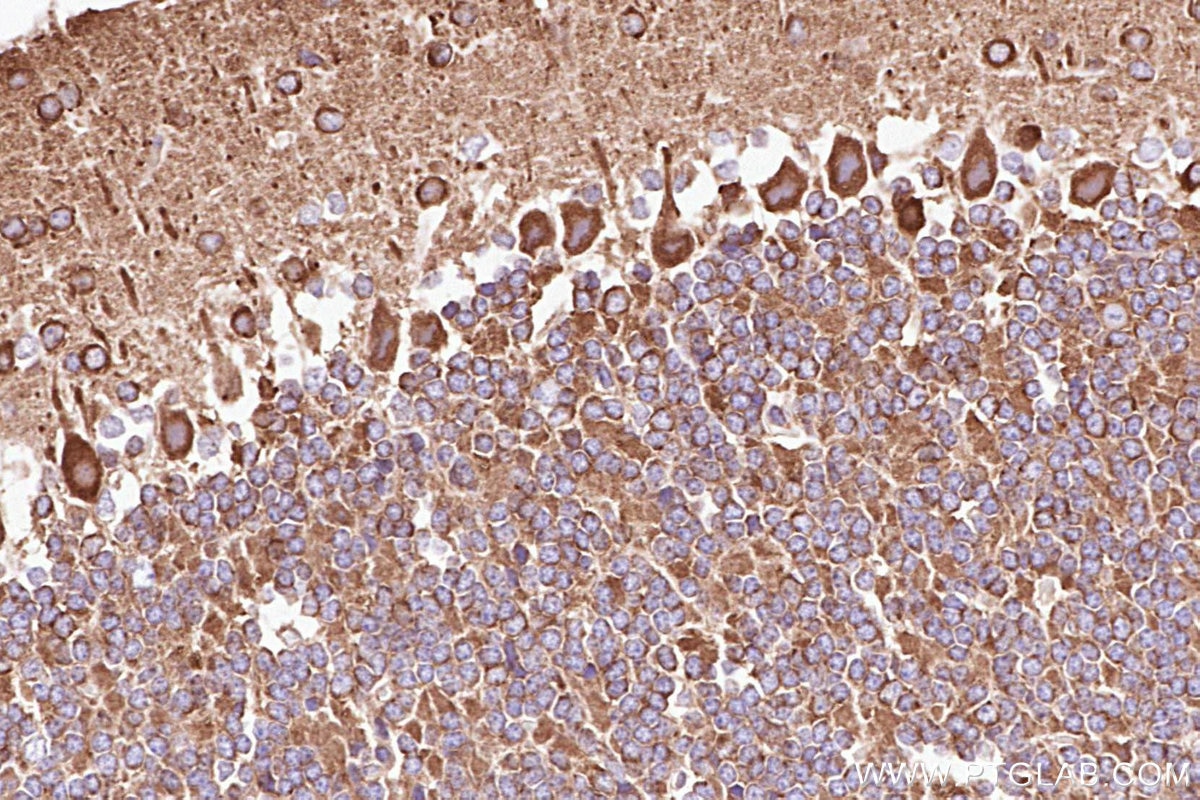 Immunohistochemical analysis of paraffin-embedded mouse cerebellum tissue slide using KHC3091 (DYNC1LI1 IHC Kit).