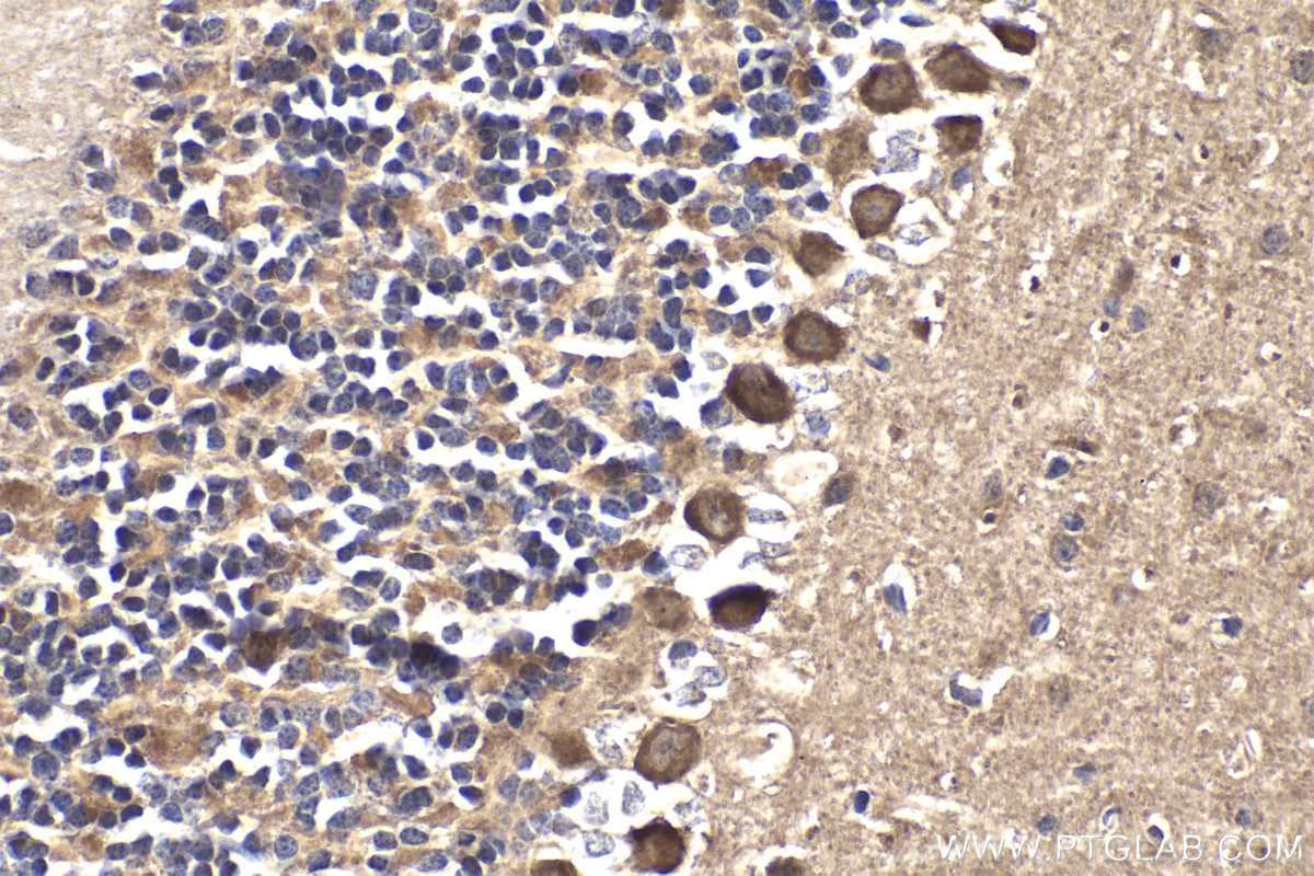 Immunohistochemical analysis of paraffin-embedded mouse cerebellum tissue slide using KHC1812 (DZIP1 IHC Kit).
