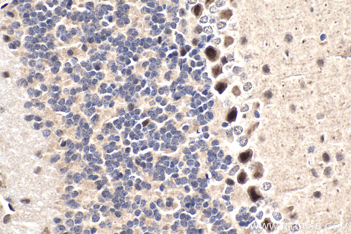 Immunohistochemical analysis of paraffin-embedded mouse cerebellum tissue slide using KHC1877 (EAF1 IHC Kit).