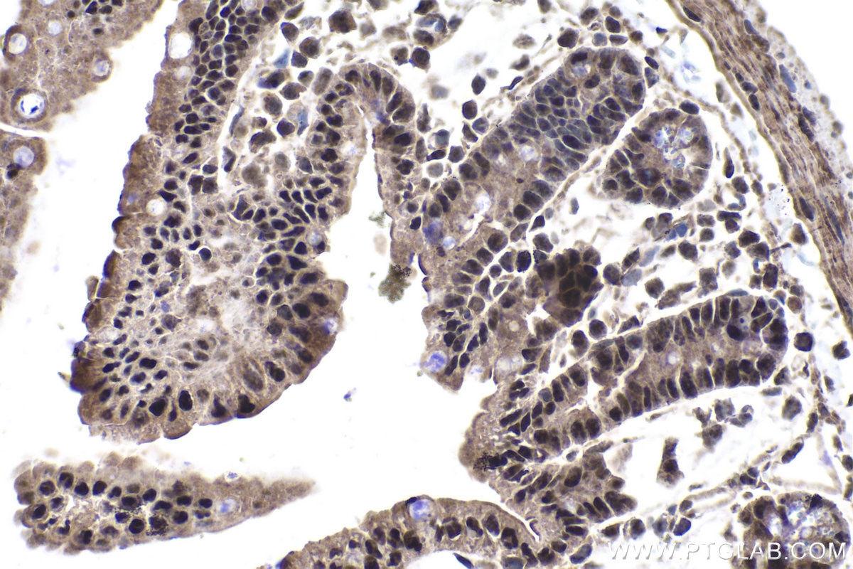 Immunohistochemical analysis of paraffin-embedded mouse small intestine tissue slide using KHC1877 (EAF1 IHC Kit).
