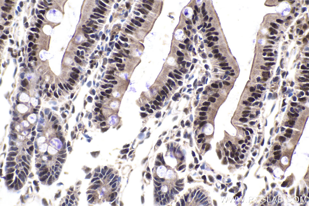 Immunohistochemical analysis of paraffin-embedded rat small intestine tissue slide using KHC1877 (EAF1 IHC Kit).