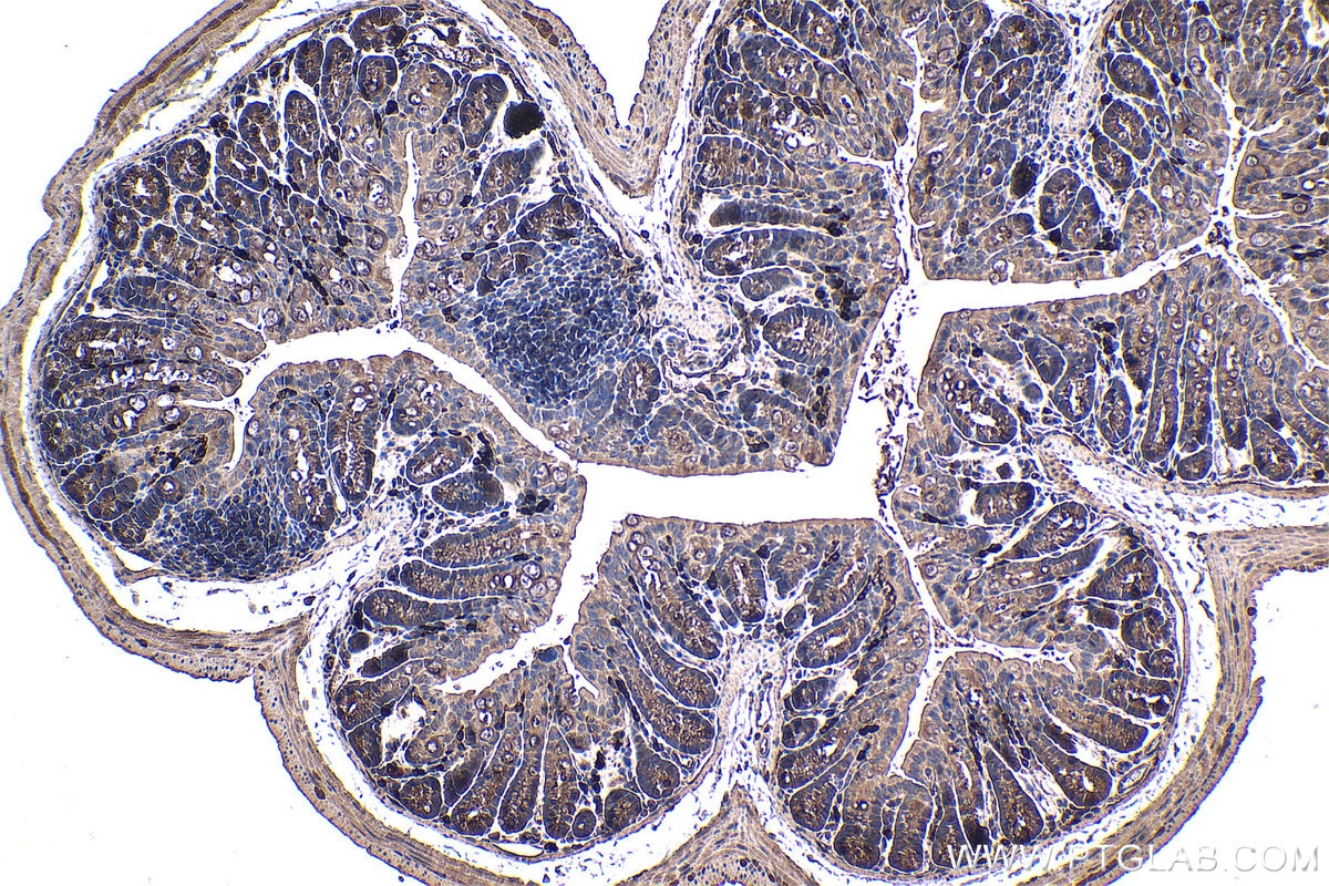 Immunohistochemical analysis of paraffin-embedded mouse colon tissue slide using KHC1501 (ECD IHC Kit).