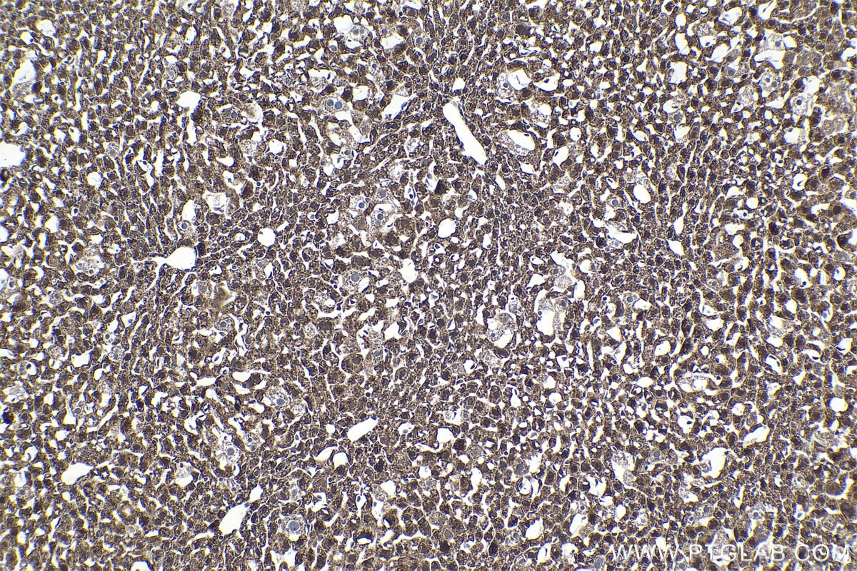 Immunohistochemical analysis of paraffin-embedded mouse liver tissue slide using KHC1469 (EDF1 IHC Kit).