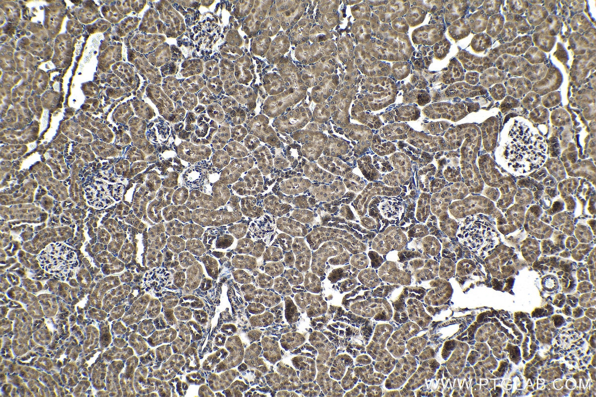 Immunohistochemical analysis of paraffin-embedded rat kidney tissue slide using KHC1469 (EDF1 IHC Kit).