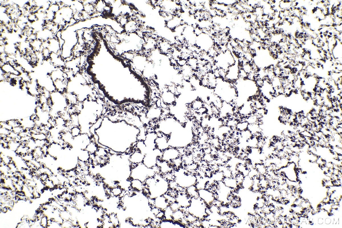 Immunohistochemical analysis of paraffin-embedded rat lung tissue slide using KHC1469 (EDF1 IHC Kit).