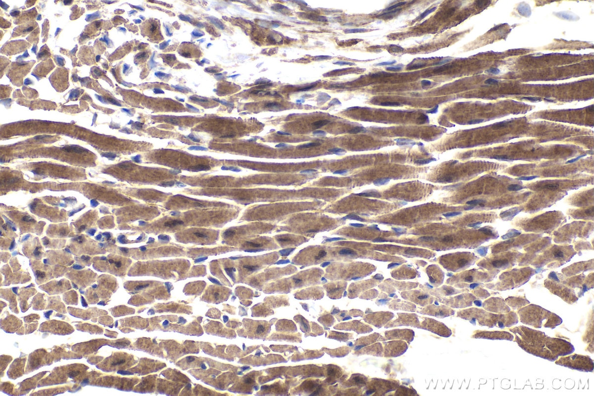 Immunohistochemical analysis of paraffin-embedded mouse heart tissue slide using KHC1935 (EGLN3 IHC Kit).