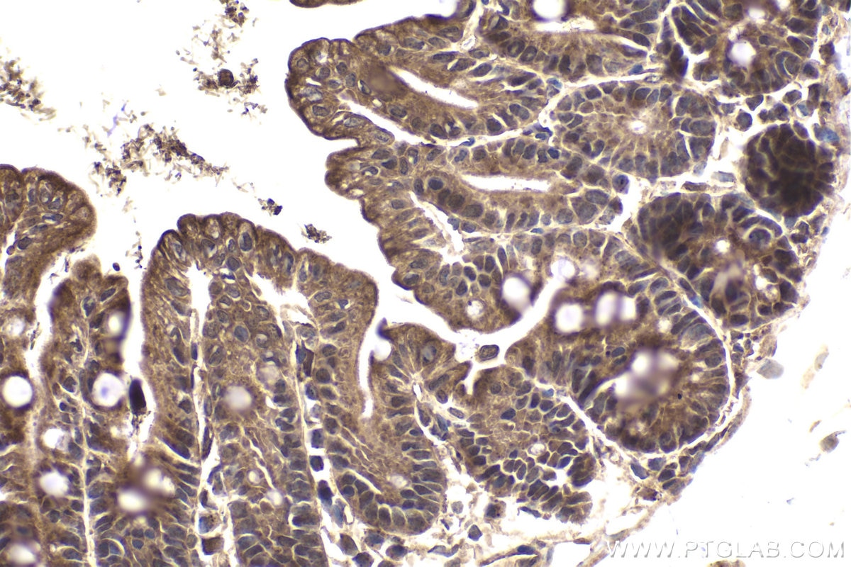 Immunohistochemical analysis of paraffin-embedded mouse small intestine tissue slide using KHC1935 (EGLN3 IHC Kit).