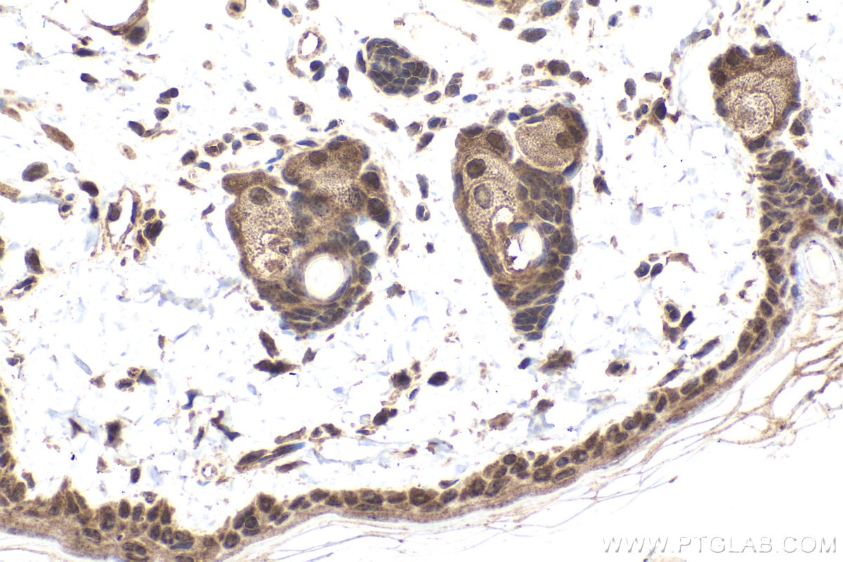 Immunohistochemical analysis of paraffin-embedded rat skin tissue slide using KHC1935 (EGLN3 IHC Kit).