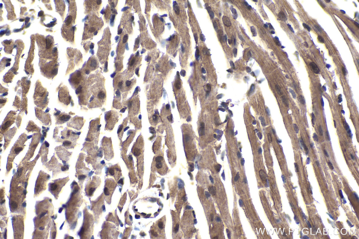 Immunohistochemical analysis of paraffin-embedded mouse heart tissue slide using KHC2032 (EID1 IHC Kit).