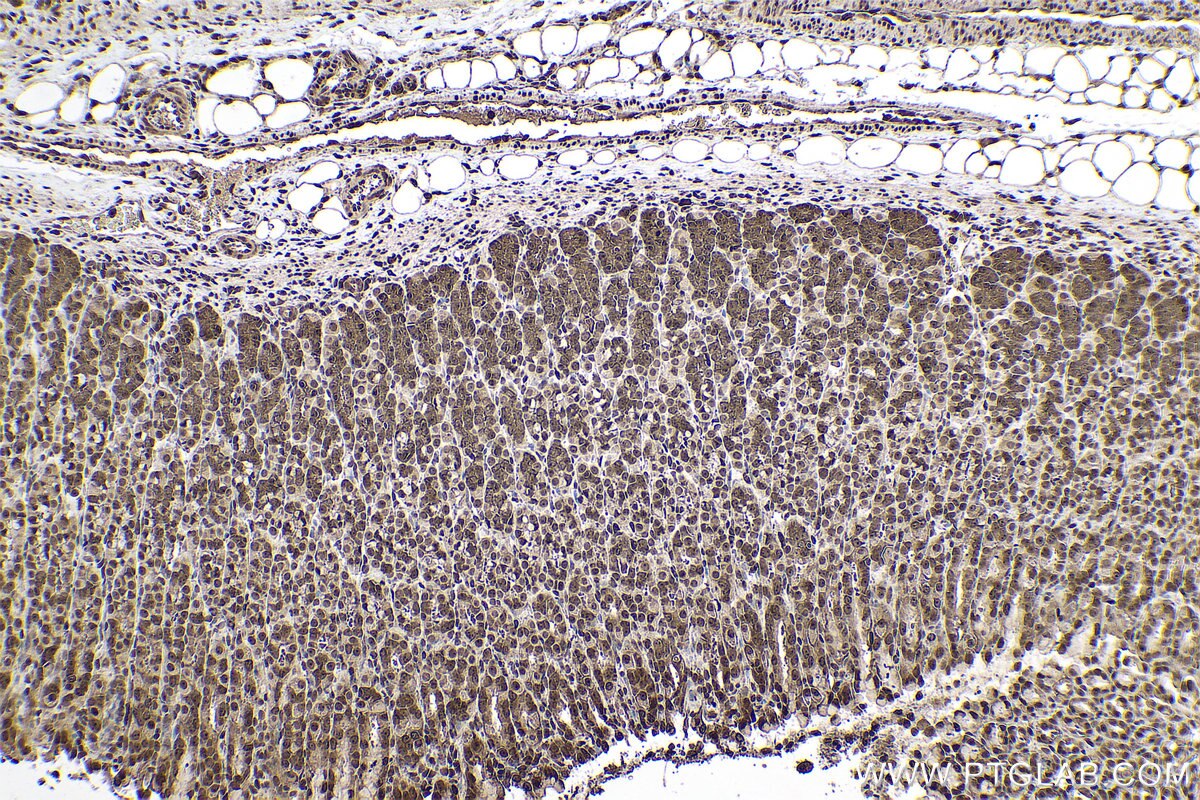 Immunohistochemical analysis of paraffin-embedded rat stomach tissue slide using KHC0778 (EIF3E IHC Kit).