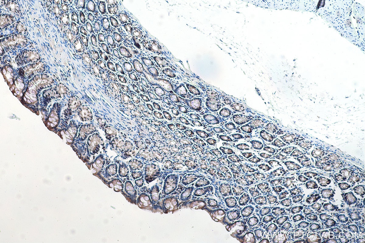 Immunohistochemical analysis of paraffin-embedded rat colon tissue slide using KHC0170 (EIF3G IHC Kit).