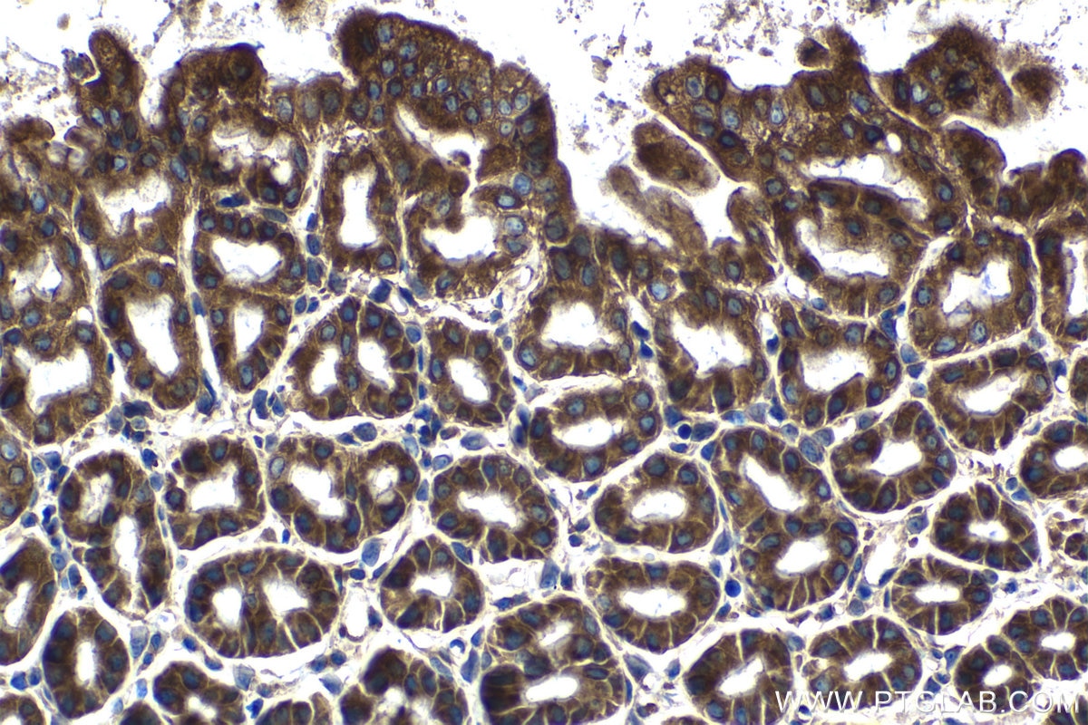 Immunohistochemical analysis of paraffin-embedded mouse stomach tissue slide using KHC1204 (EIF4A2 IHC Kit).