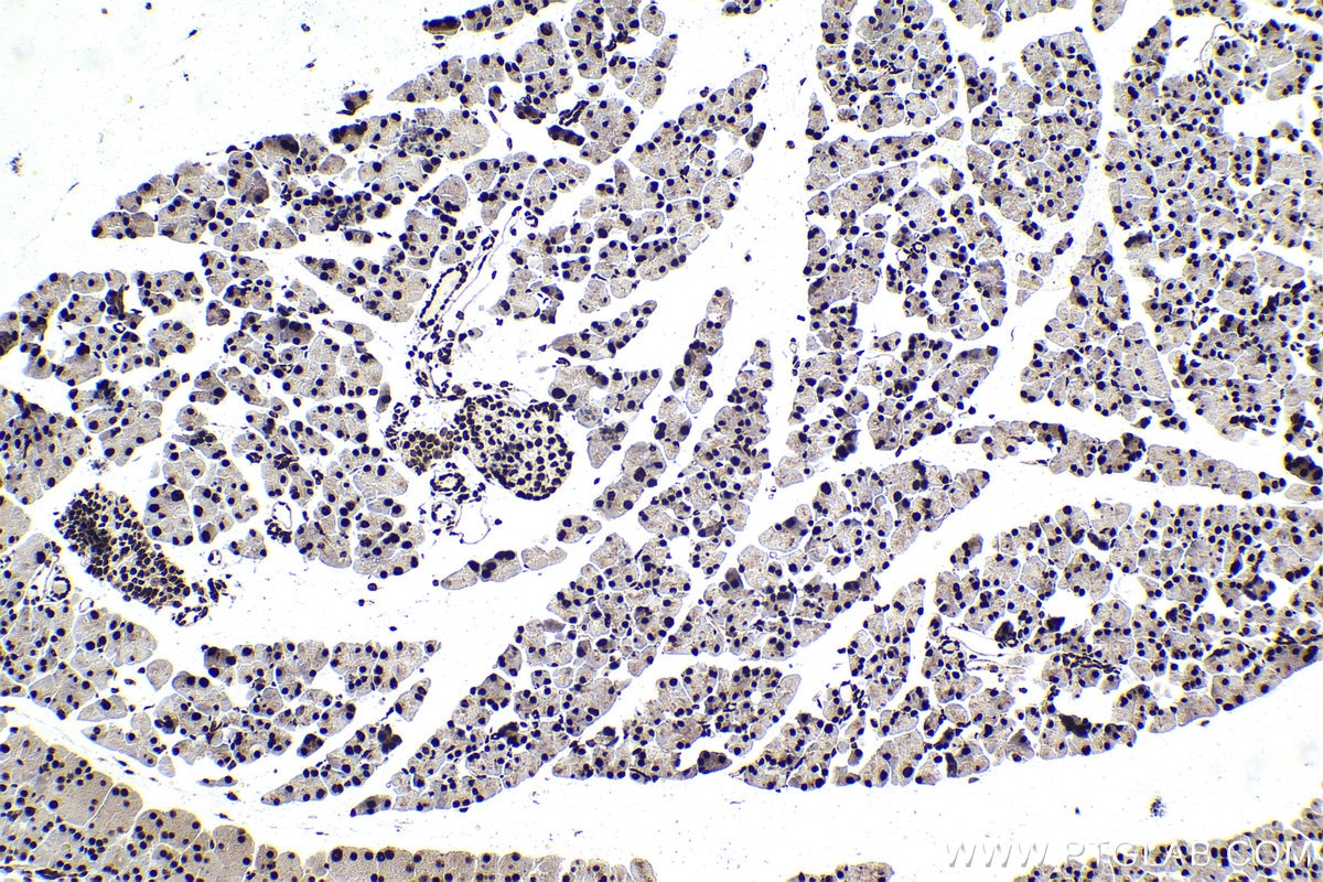 Immunohistochemical analysis of paraffin-embedded mouse pancreas tissue slide using KHC1588 (EIF4A3 IHC Kit).
