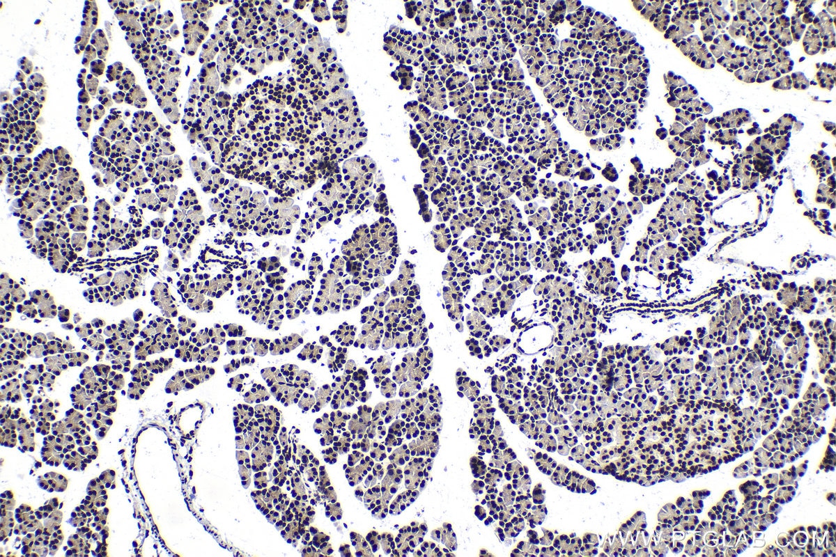 Immunohistochemical analysis of paraffin-embedded rat pancreas tissue slide using KHC1588 (EIF4A3 IHC Kit).