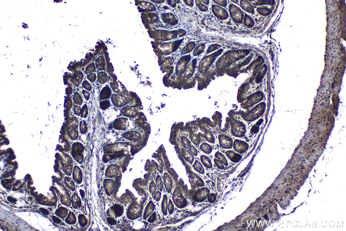 Immunohistochemical analysis of paraffin-embedded mouse colon tissue slide using KHC1205 (EIF4E IHC Kit).