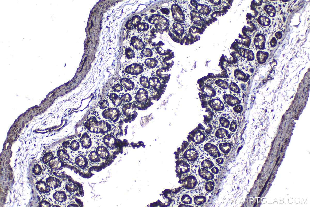 Immunohistochemical analysis of paraffin-embedded rat colon tissue slide using KHC1205 (EIF4E IHC Kit).