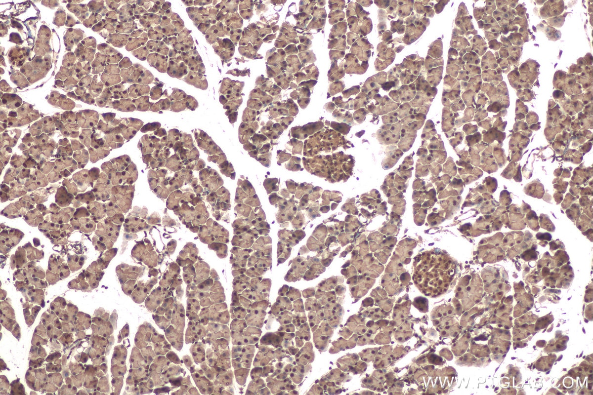 Immunohistochemical analysis of paraffin-embedded mouse pancreas tissue slide using KHC0973 (EIF4EBP1 IHC Kit).