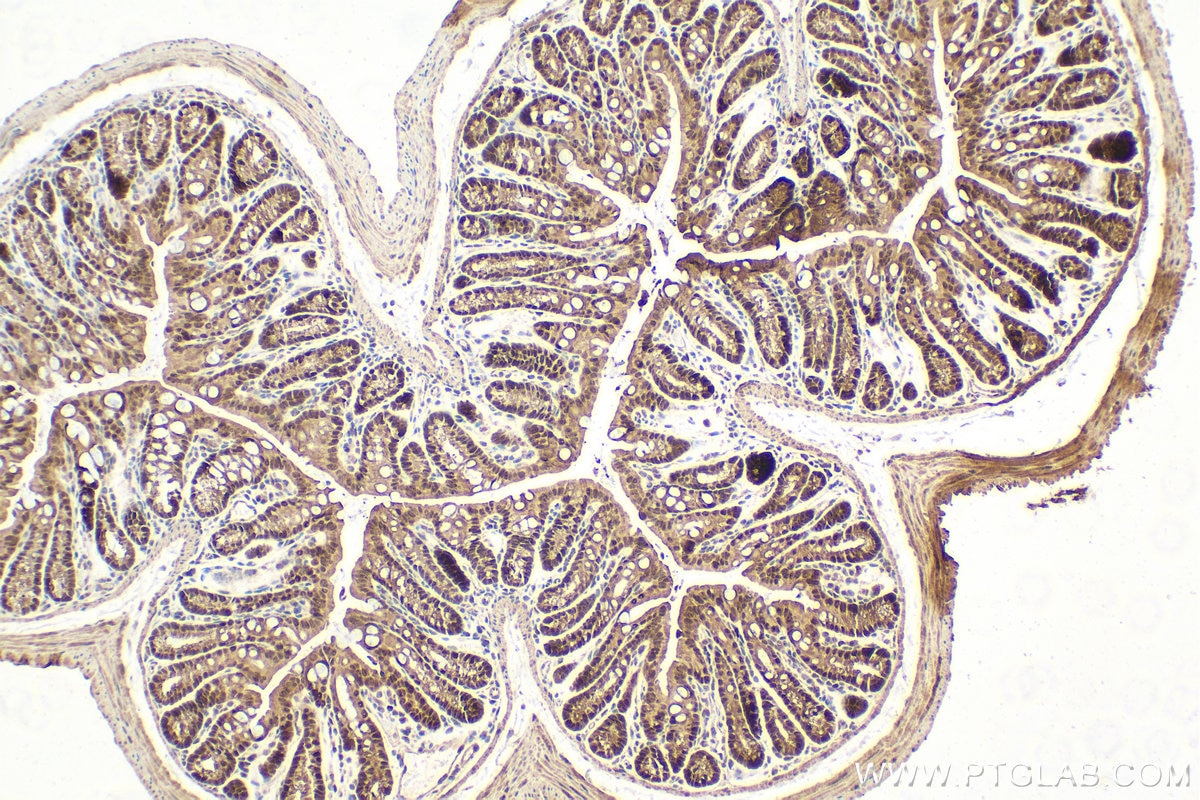 Immunohistochemical analysis of paraffin-embedded mouse colon tissue slide using KHC1632 (EIF6 IHC Kit).