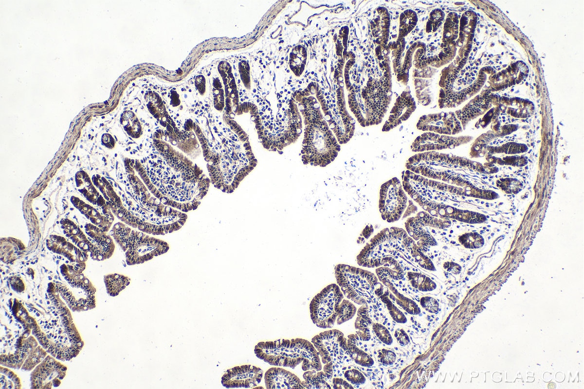 Immunohistochemical analysis of paraffin-embedded mouse small intestine tissue slide using KHC1632 (EIF6 IHC Kit).