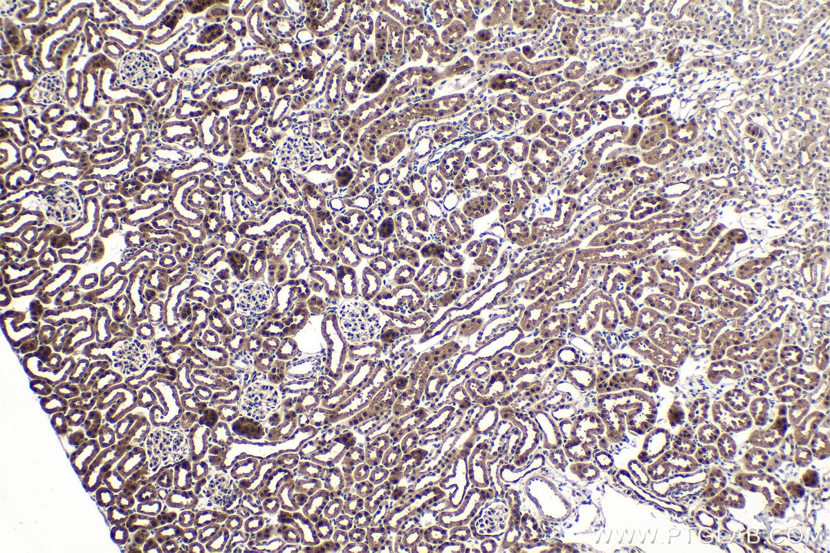 Immunohistochemical analysis of paraffin-embedded mouse kidney tissue slide using KHC1632 (EIF6 IHC Kit).