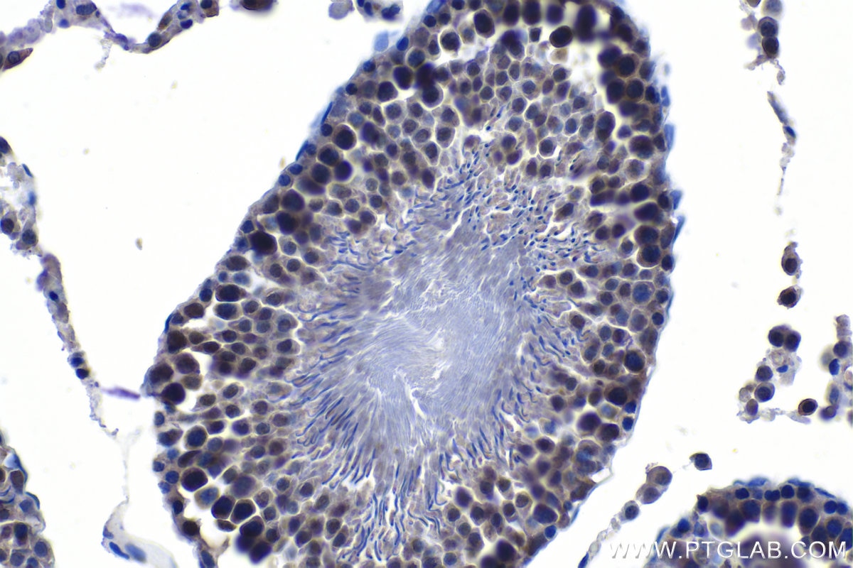 Immunohistochemical analysis of paraffin-embedded rat testis tissue slide using KHC1107 (ELAC2 IHC Kit).