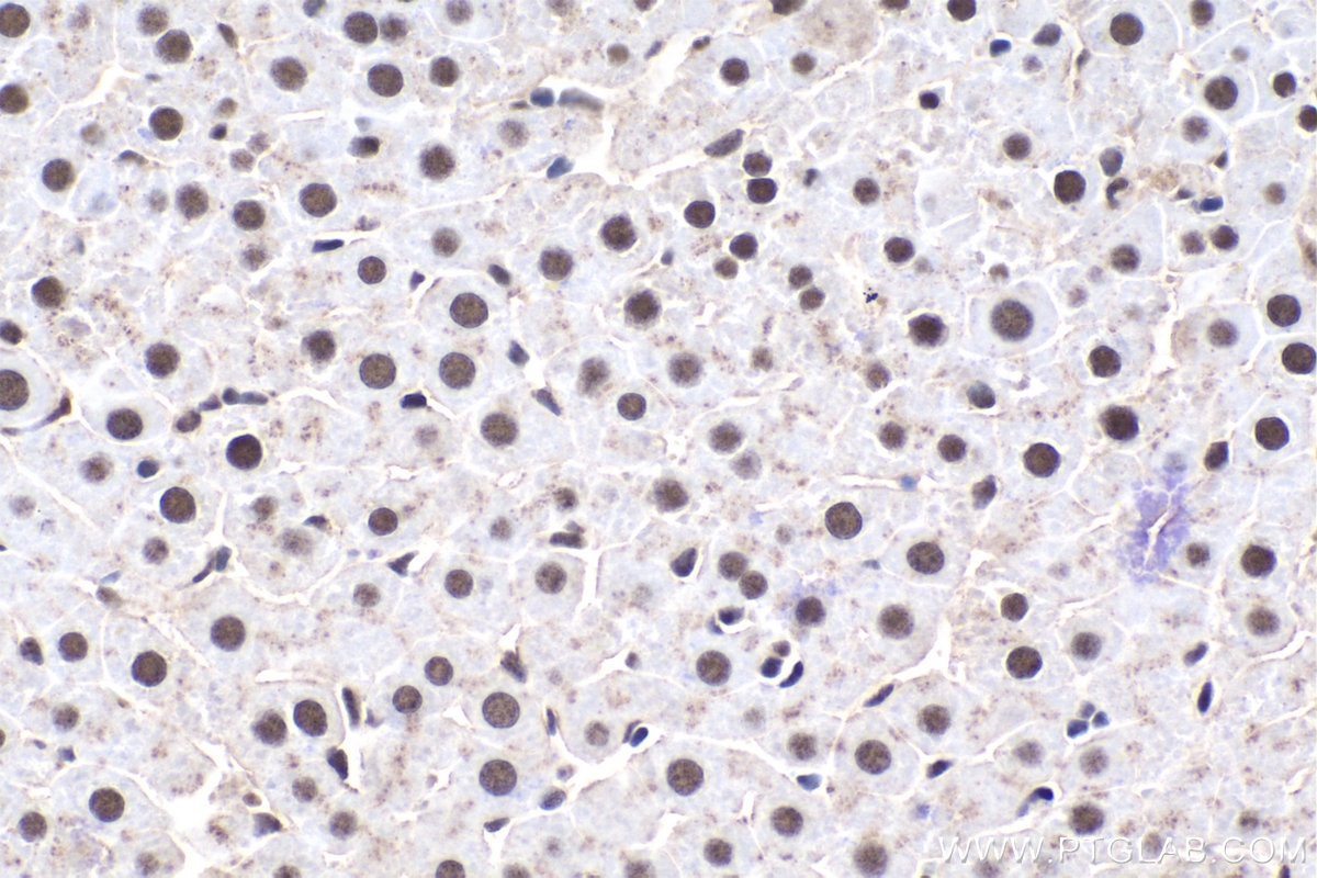 Immunohistochemical analysis of paraffin-embedded rat liver tissue slide using KHC1728 (ELOA IHC Kit).
