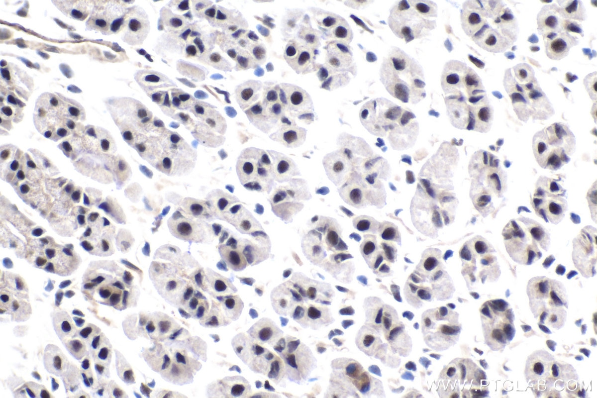 Immunohistochemical analysis of paraffin-embedded mouse stomach tissue slide using KHC1728 (ELOA IHC Kit).