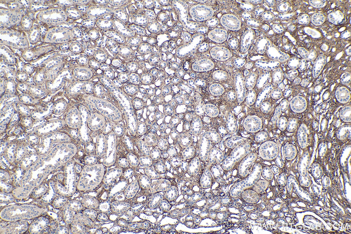 Immunohistochemical analysis of paraffin-embedded human kidney tissue slide using KHC0202 (EMILIN1 IHC Kit).