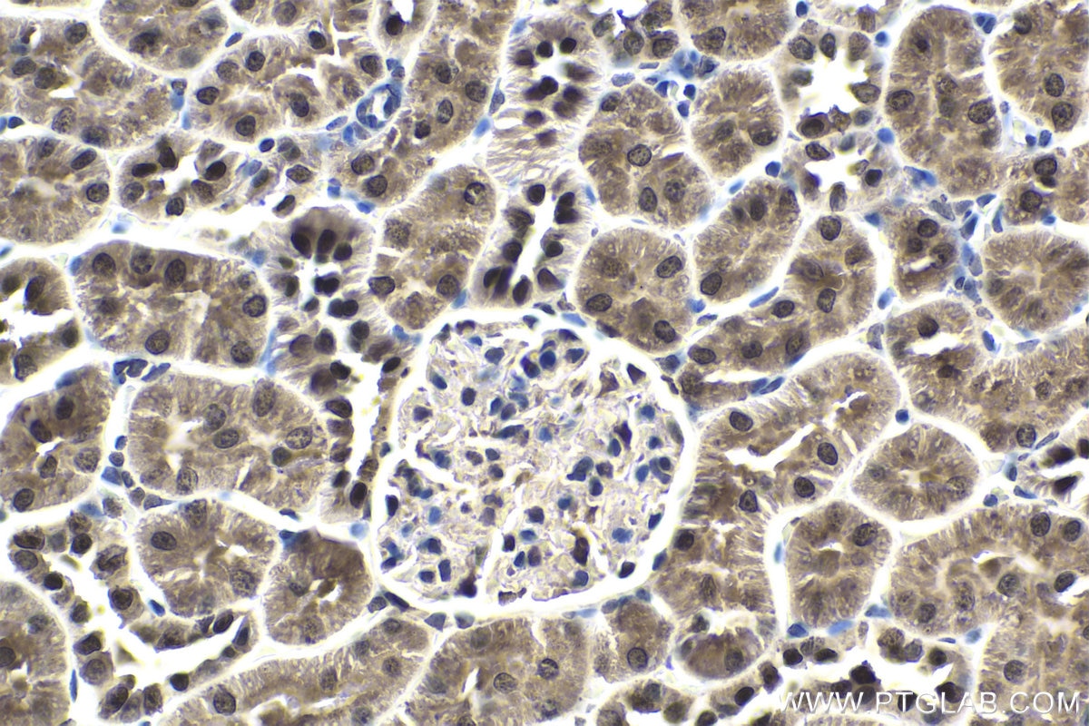 Immunohistochemical analysis of paraffin-embedded rat kidney tissue slide using KHC1674 (EMX1 IHC Kit).