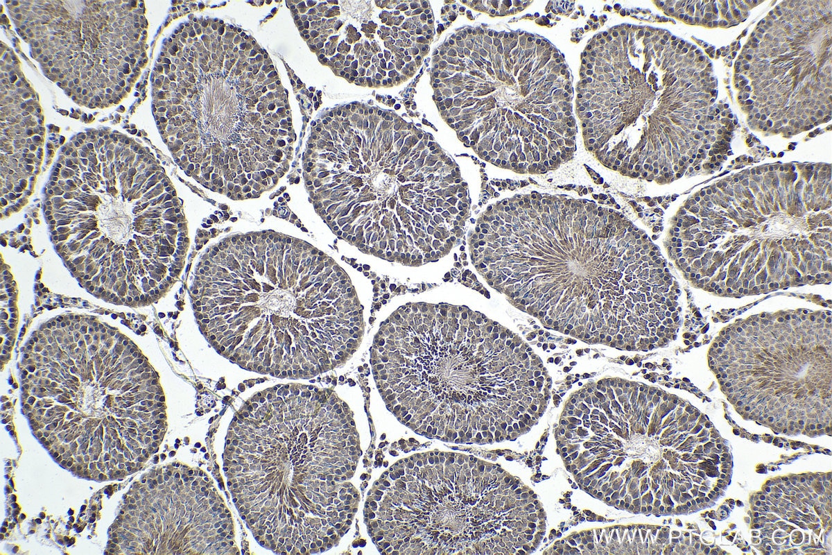Immunohistochemical analysis of paraffin-embedded rat testis tissue slide using KHC1674 (EMX1 IHC Kit).