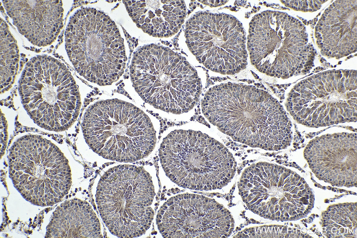 Immunohistochemical analysis of paraffin-embedded rat testis tissue slide using KHC1674 (EMX1 IHC Kit).