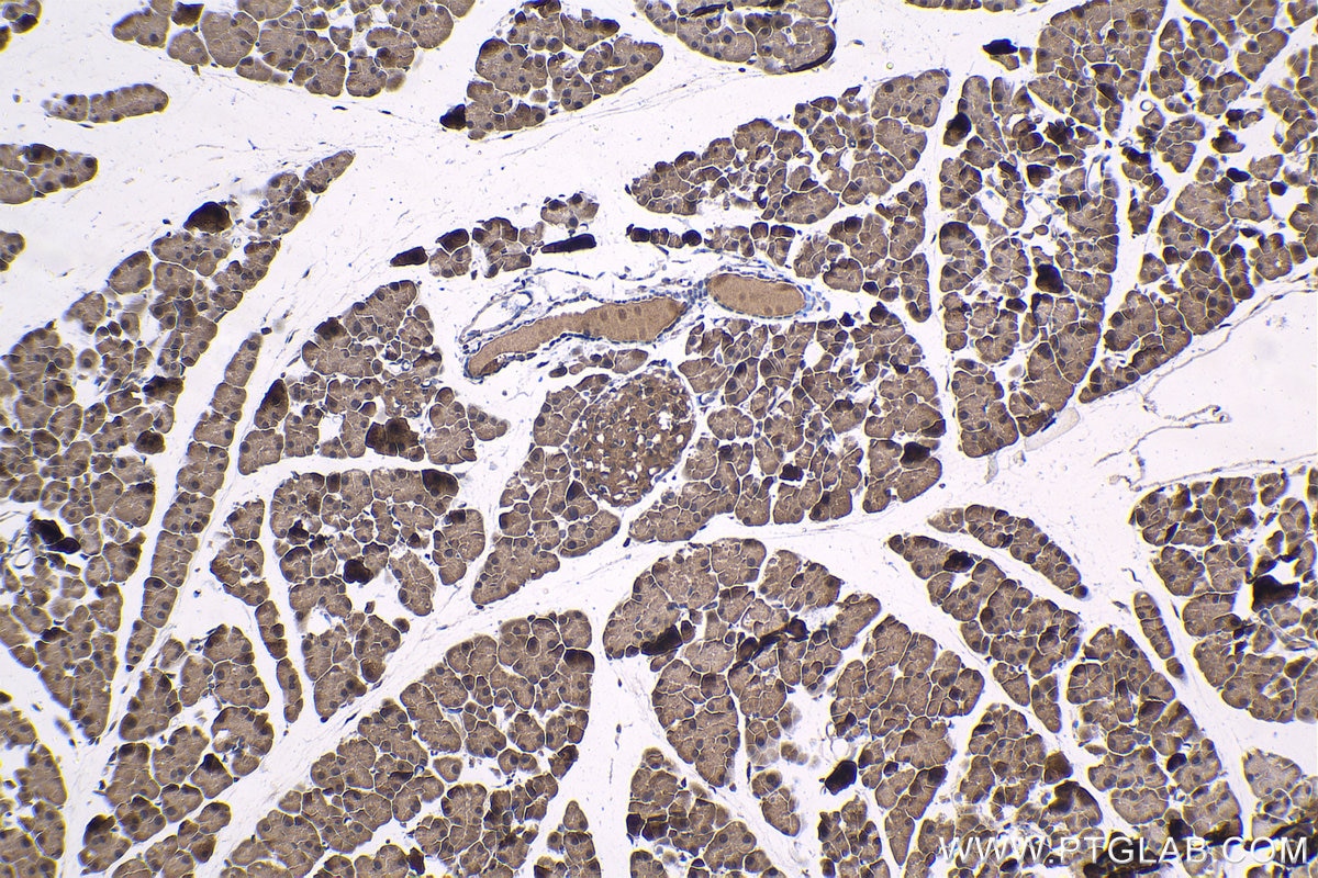 Immunohistochemical analysis of paraffin-embedded mouse pancreas tissue slide using KHC1426 (ENC1 IHC Kit).