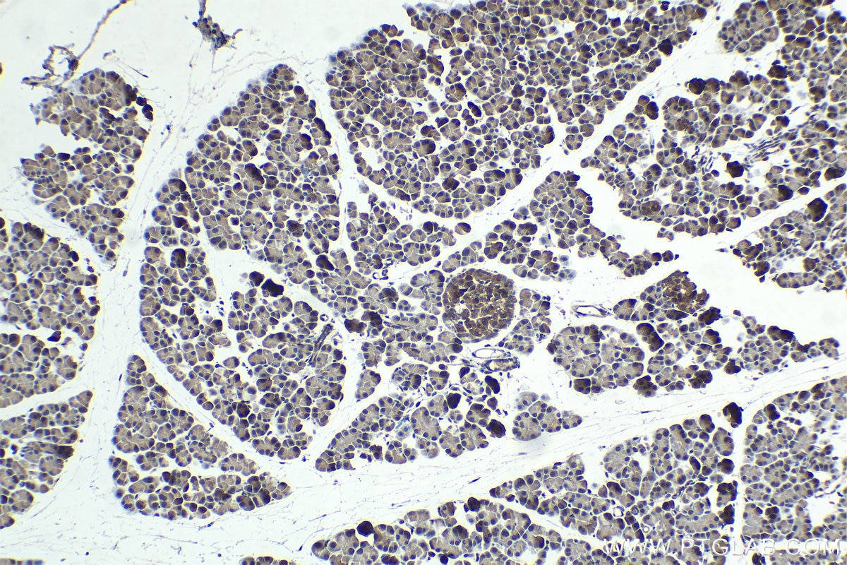 Immunohistochemical analysis of paraffin-embedded rat pancreas tissue slide using KHC1426 (ENC1 IHC Kit).