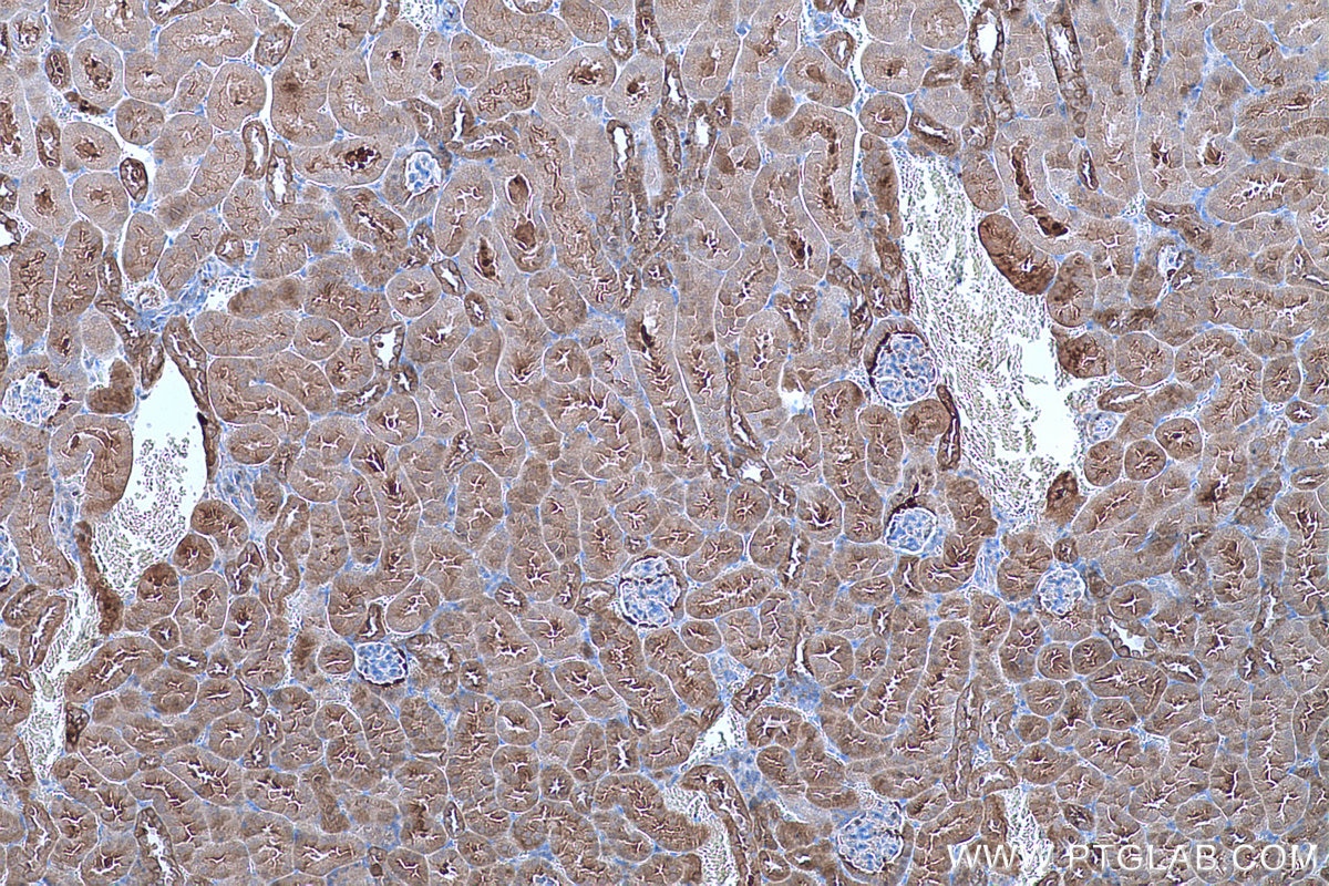 Immunohistochemical analysis of paraffin-embedded mouse kidney tissue slide using KHC0656 (ENO1 IHC Kit).