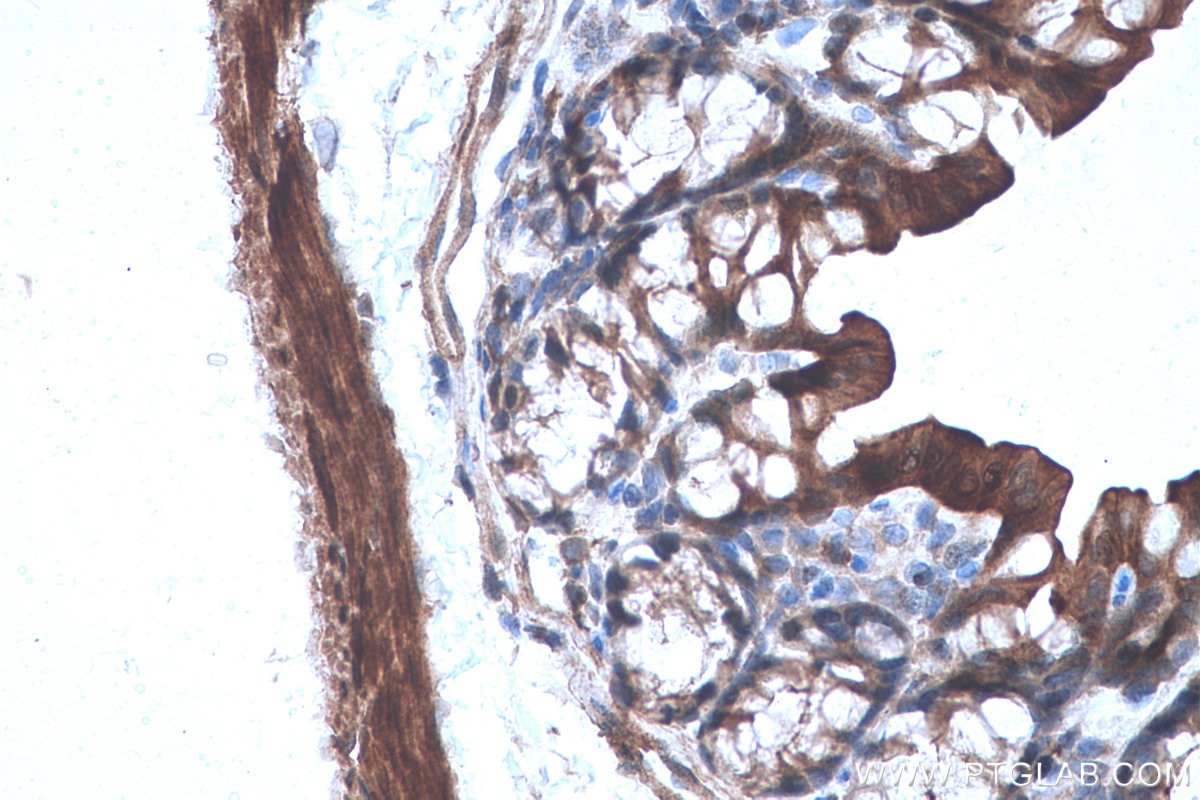 Immunohistochemical analysis of paraffin-embedded mouse colon tissue slide using KHC0656 (ENO1 IHC Kit).