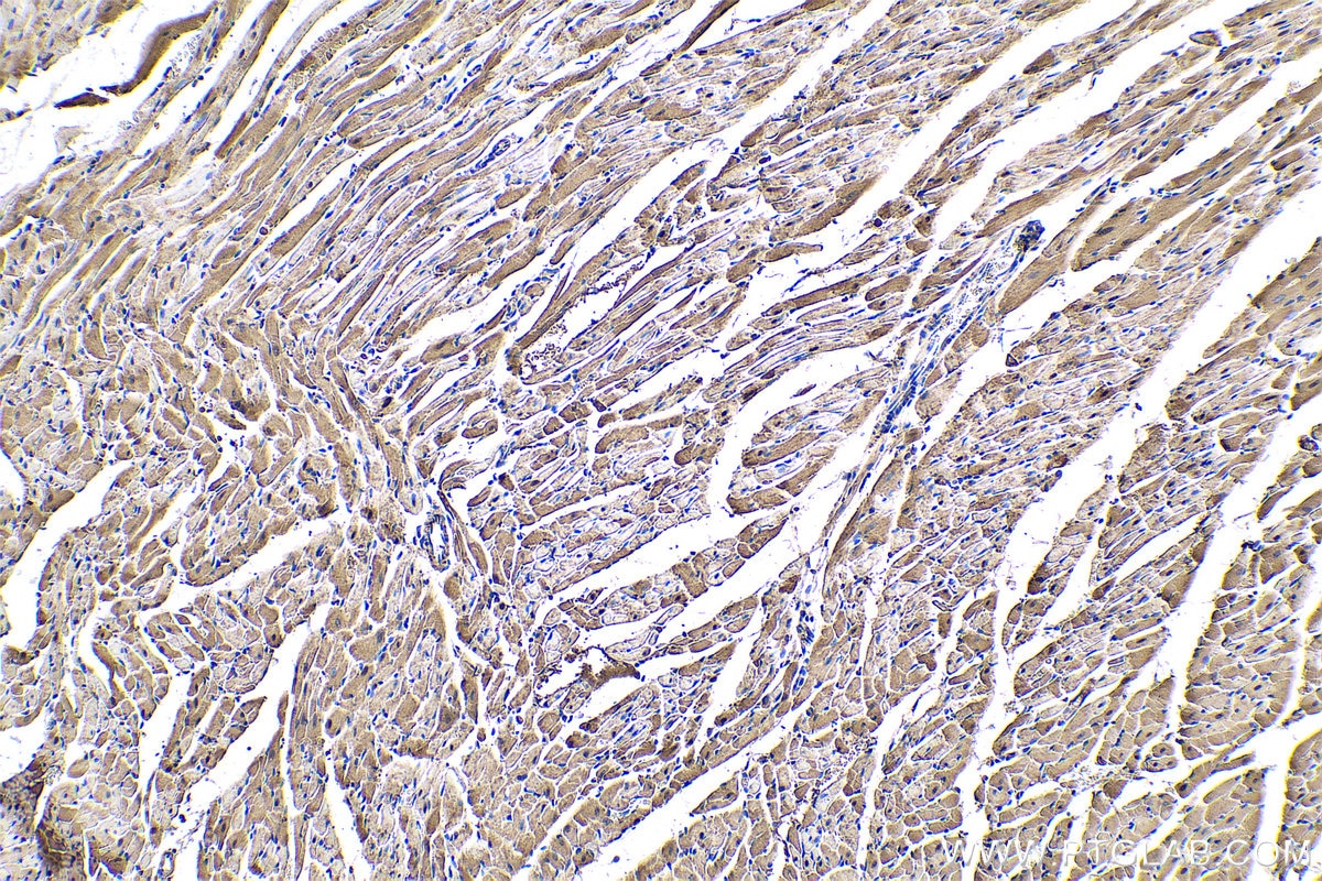 Immunohistochemical analysis of paraffin-embedded rat heart tissue slide using KHC0587 (ENO3 IHC Kit).