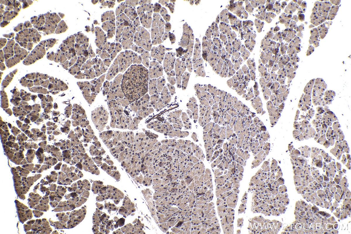 Immunohistochemical analysis of paraffin-embedded mouse pancreas tissue slide using KHC1688 (EP300 IHC Kit).