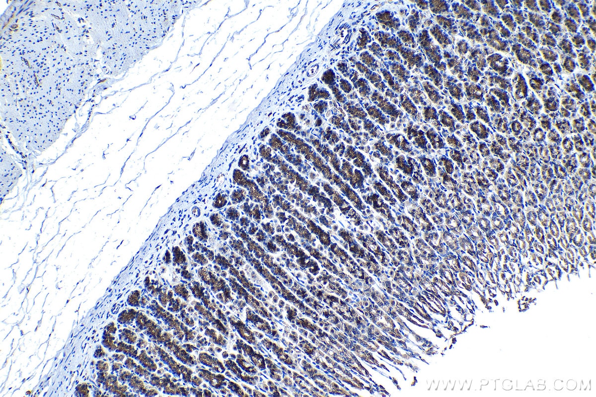 Immunohistochemical analysis of paraffin-embedded rat stomach tissue slide using KHC1270 (EPB41L2 IHC Kit).