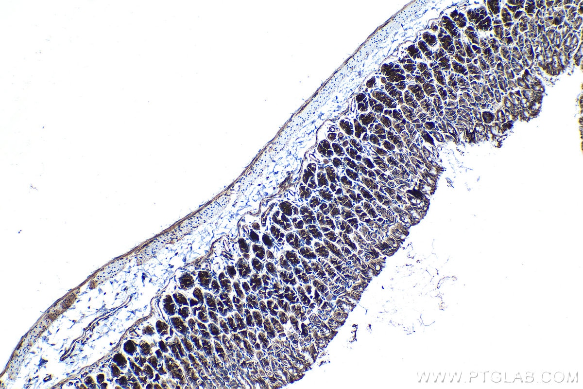 Immunohistochemical analysis of paraffin-embedded mouse stomach tissue slide using KHC1270 (EPB41L2 IHC Kit).