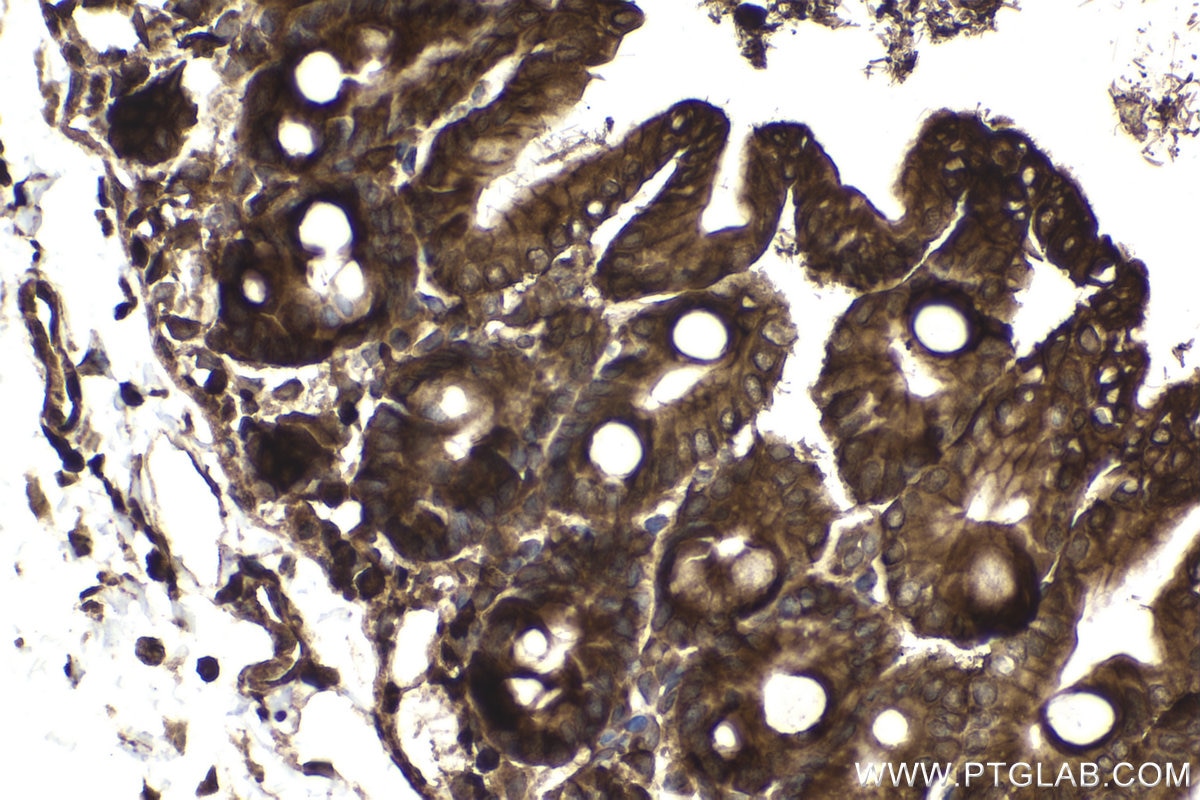 Immunohistochemical analysis of paraffin-embedded mouse small intestine tissue slide using KHC1883 (ERBIN IHC Kit).