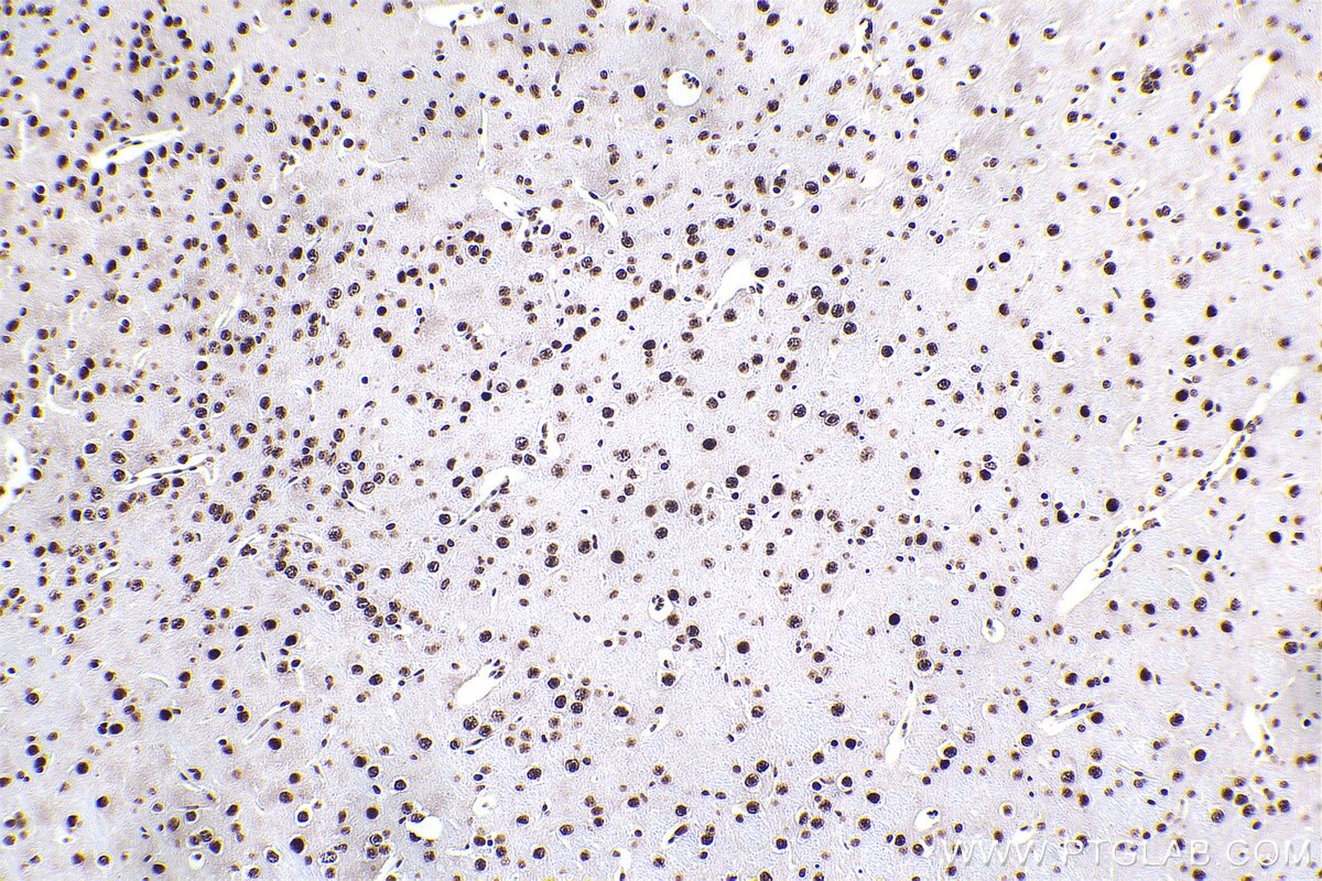 Immunohistochemical analysis of paraffin-embedded mouse brain tissue slide using KHC2373 (ERH IHC Kit).