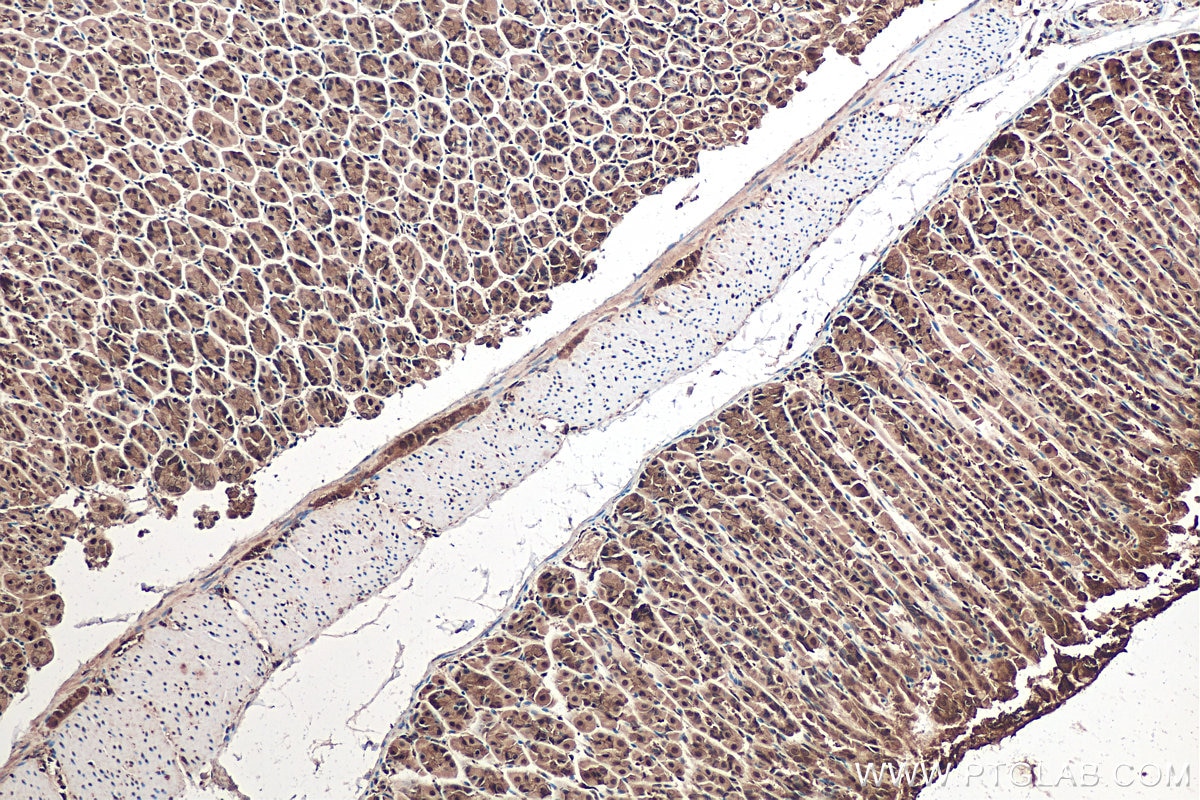 Immunohistochemical analysis of paraffin-embedded mouse stomach tissue slide using KHC0917 (ERK1/2 IHC Kit).