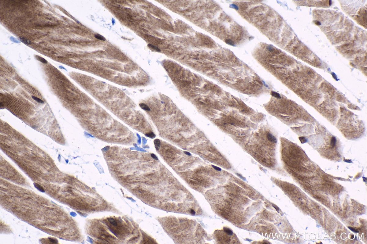 Immunohistochemical analysis of paraffin-embedded mouse skeletal muscle tissue slide using KHC1525 (ESRRA IHC Kit).